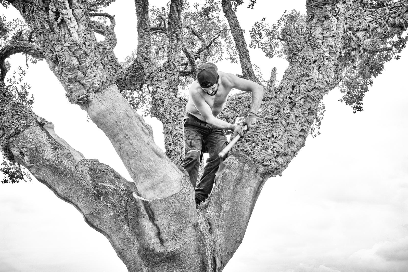 Cork Harvest I
