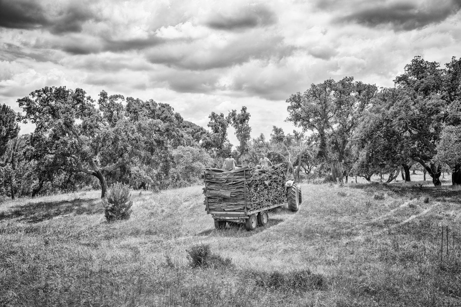 Cork Harvest VIII