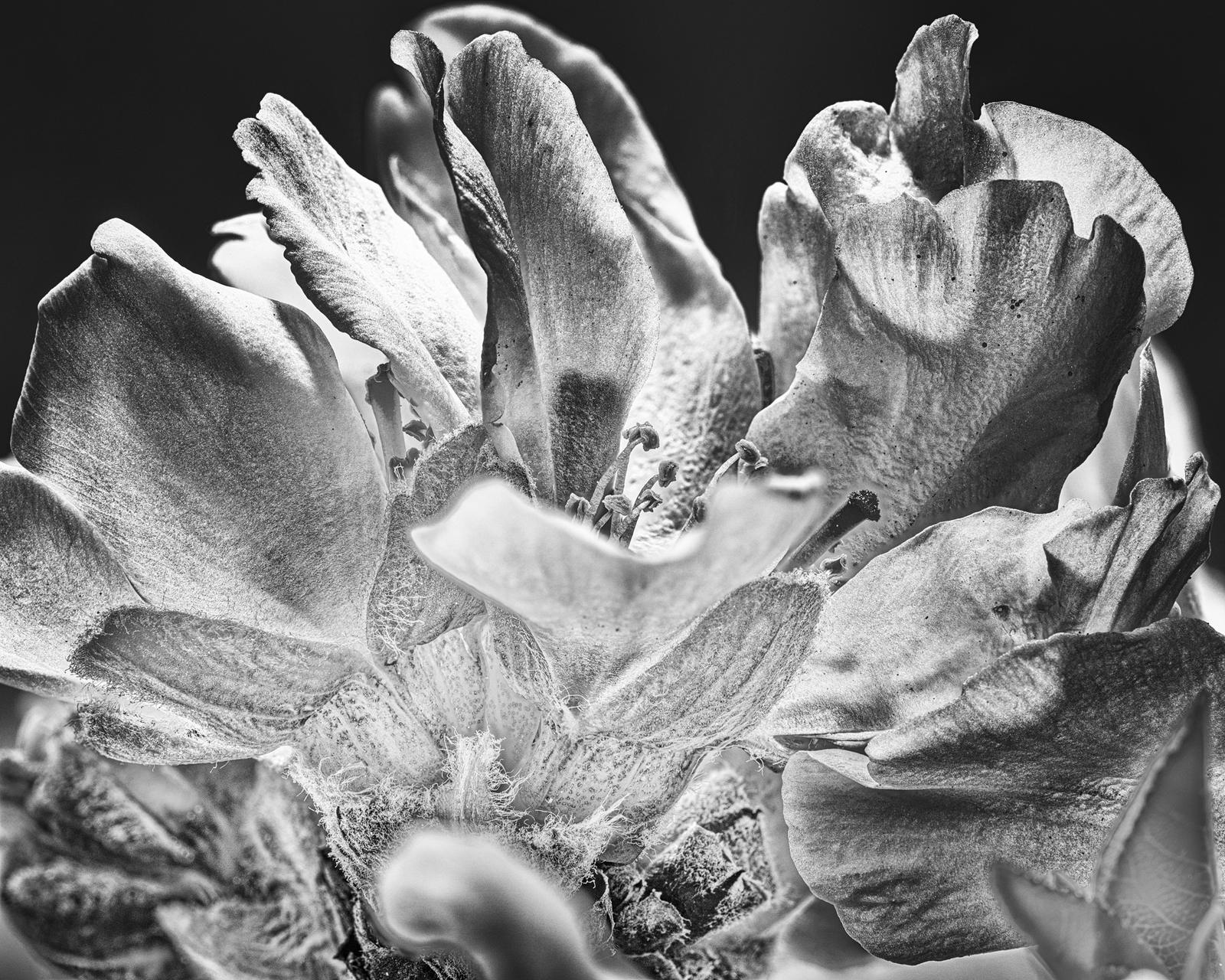 Almond Blossom